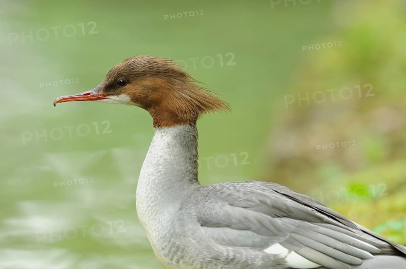 Goosander female gazes lost in thought over the water with a green backdrop, Goosander (Mergus merganser), Bavaria