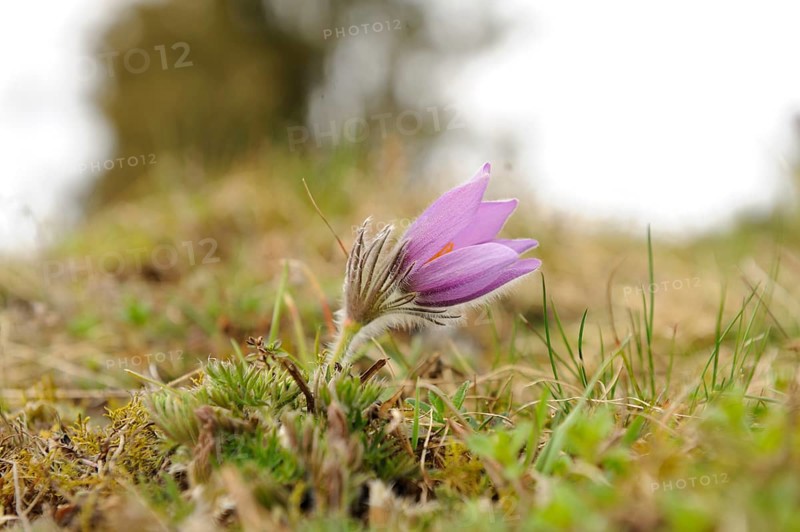 Close-up of a single purple Pasque flower (Pulsatilla vulgaris) in a spring meadow, Upper Palatinate