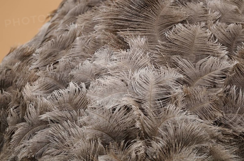 Close-up of brown and beige feathers with detailed texture and natural pattern, Nandu (Rhea americana), captive