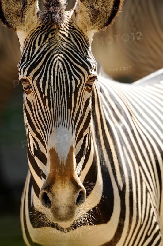 Zebra in close-up with detailed stripe pattern on brown background, Grevyzebra (Equus grevyi), captive