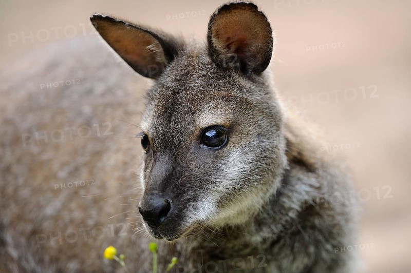 Kangaroo with soft fur and yellow flowers in the foreground, red-necked wallaby (Macropus rufogriseus rufogriseus), captive