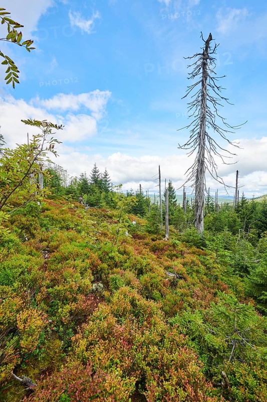 Vegetation with Norway spruce (Picea abies) and colored European blueberry (Vaccinium myrtillus) on Mount Lusen in late summer, Bavarian Forest, Bavaria, Germany, Europe