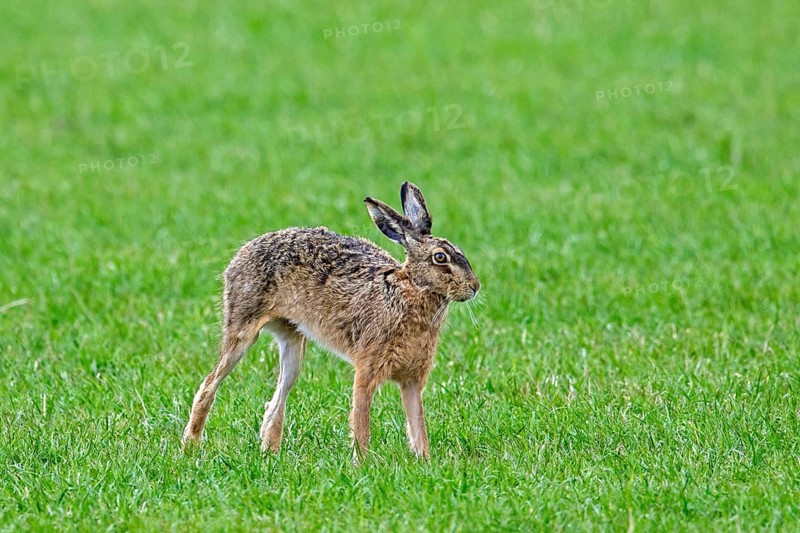 European brown hare (Lepus europaeus) stretching limbs in field, grassland in spring