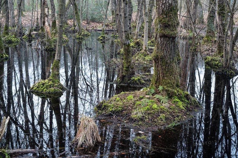 Alder swamp forest in early spring, with high water level, Bottrop, Ruhr area, North Rhine-Westphalia, Germany, Europe