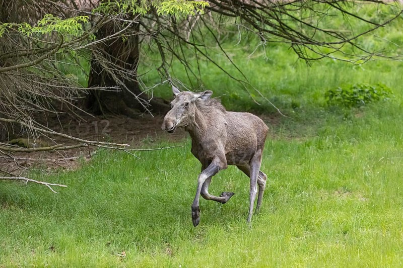 One adult female moose or elk, Alces alces, running, chasing away a male moose to protect her two babies