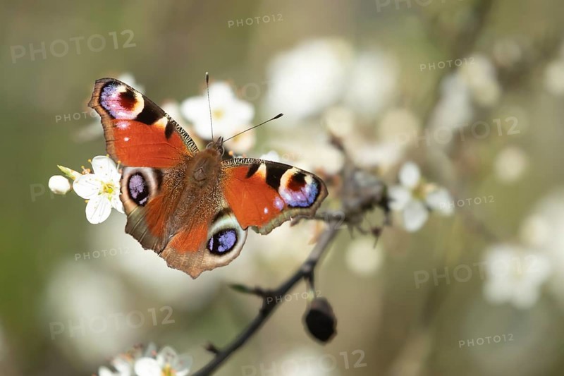 Peacock butterfly (Aglais io) adult insect feeding on a hedgerow blossom flowers in spring, England, United Kingdom, Europe
