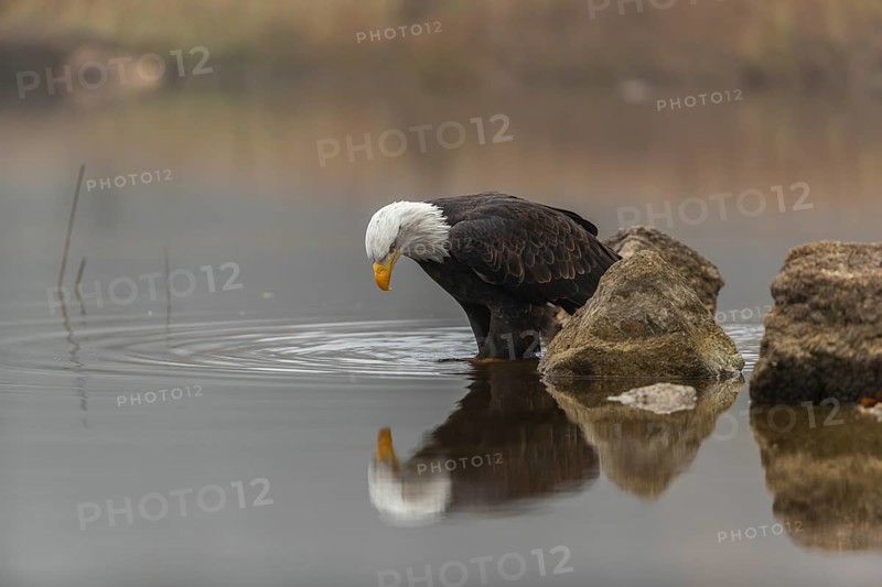 One Bald Eagle, Haliaeetus leucocephalus, standing on a rock in the shallow water ashore a small pond on a foggy cold autumn day. The bird is reflected in the water, mirror image
