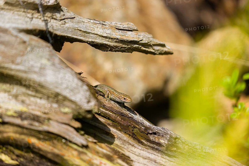 One viviparous lizard, or common lizard, (Zootoca vivipara, formerly Lacerta vivipara) sits on rotting wood, heating up