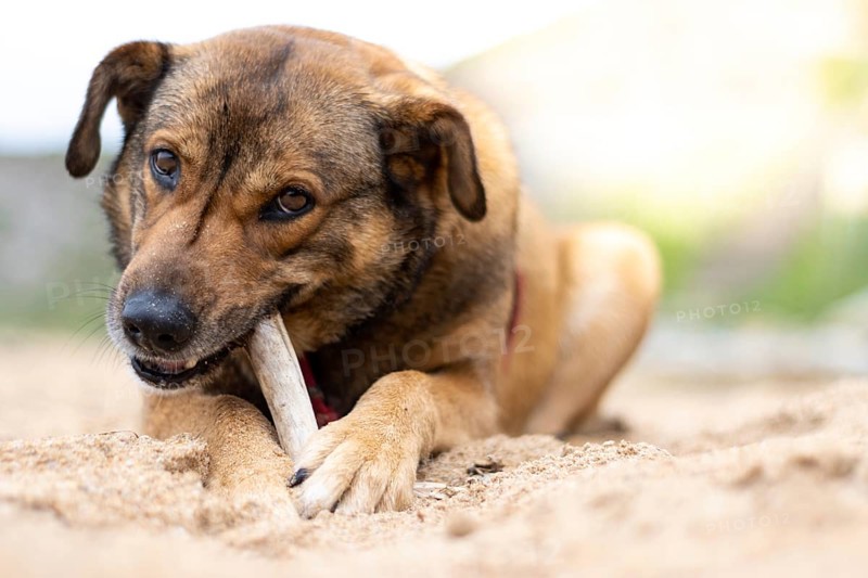 Portrait of a dog biting and playing with a stick lying on the beach sand at sunset