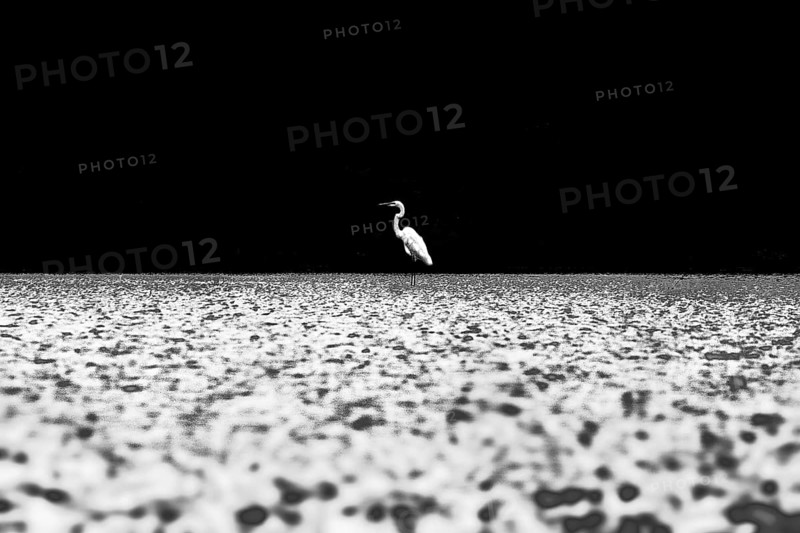 Crane bird in lake kolkata west bengal, India, Asia