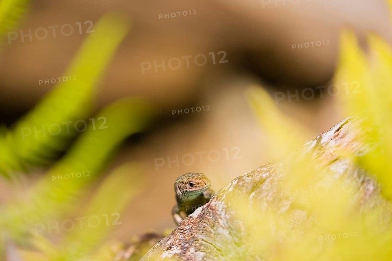 One viviparous lizard, or common lizard, (Zootoca vivipara, formerly Lacerta vivipara) sits on rotting wood, heating up
