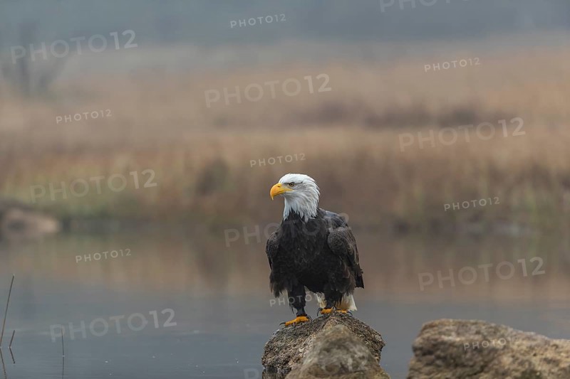 One Bald Eagle, Haliaeetus leucocephalus, standing on a rock in the shallow water ashore a small pond on a foggy cold autumn day