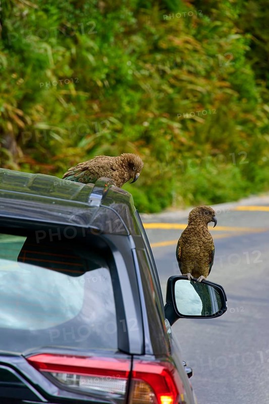 Kea (Nestor notabilis), two birds sitting on a car next to a mountain road surrounded by lush vegetation, summer, Milford Sound, Te Anau, Fiordland National Park, South Island, New Zealand, Oceania