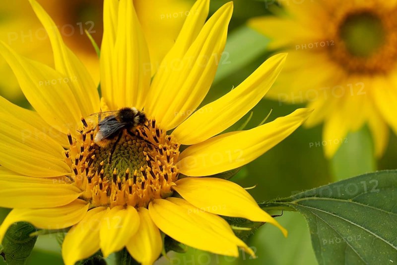 Bumblebee (Bombus spp) adult bee feeding on a Sunflower flower in an urban garden in summer, England, United Kingdom, Europe