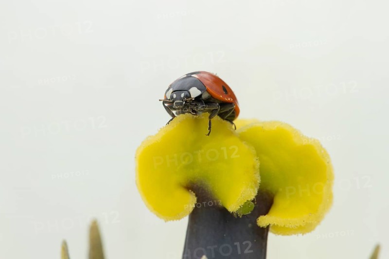 Seven-spot ladybird (Coccinella septempunctata) adult insect on a garden Tulip flower in springtime, England, United Kingdom, Europe