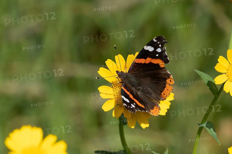 Red admiral butterfly (Vanessa atalanta) adult insect feeding on Corn marigold flowers in summer, England, United Kingdom, Europe