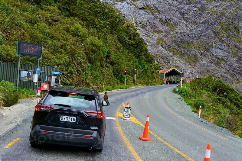 A car standing in front of a red light at a tunnel opening, surrounded by forest and mountains and Kea (Nestor notabilis), on car roof, summer, Milford Sound, Te Anau, Fiordland National Park, South Island, New Zealand, Oceania