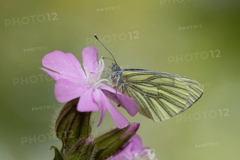 Green-veined white butterfly (Pieris napi) adult insect resting on garden Red campion flowers in spring, England, United Kingdom, Europe