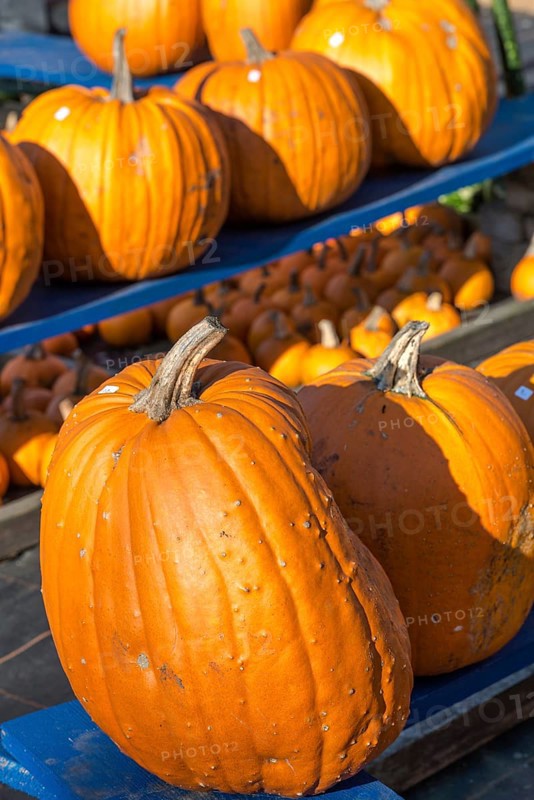 Pumpkin
