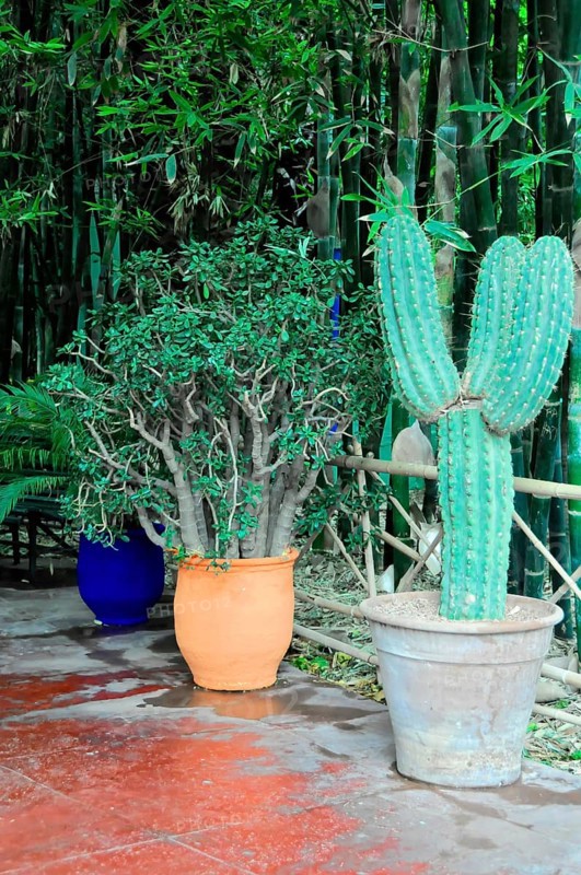 Jardin Majorelle, botanical garden in Marrakech, potted plants with cacti and shrubs in a rustic garden, Jardin Majorelle, botanical garden in Marrakech, Morocco, Africa