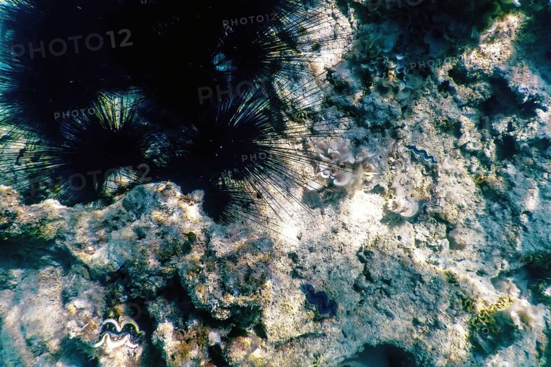 Common Long Spined Sea Urchin, (Diadema antillarum) underwater, Marine life