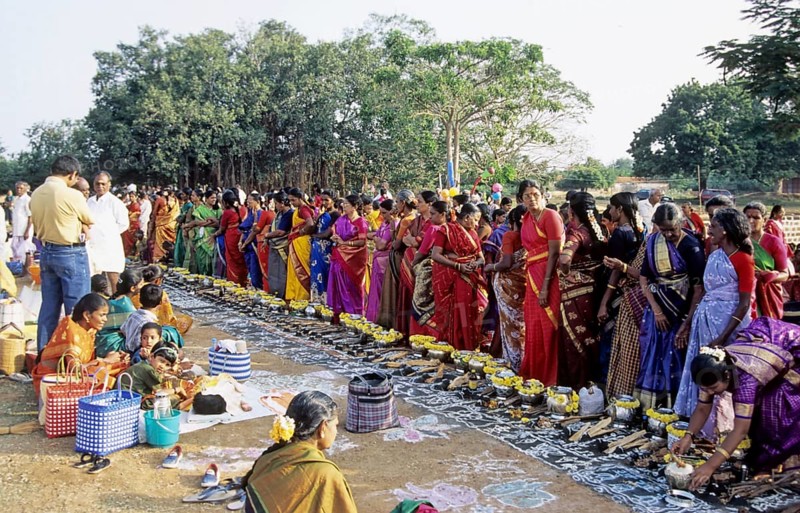 Pongal Festival, Tamil Nadu, India, Asia