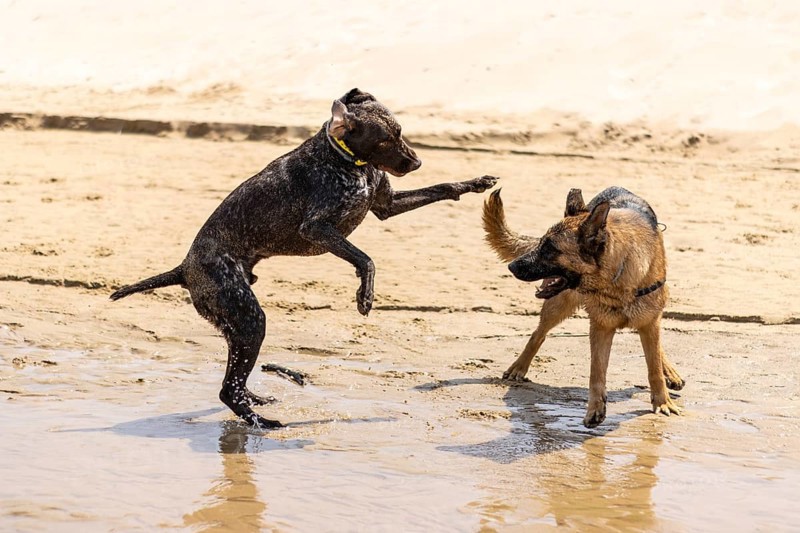 Image of two dogs playing and running on the beach. german shepherd and german shorthaired pointer