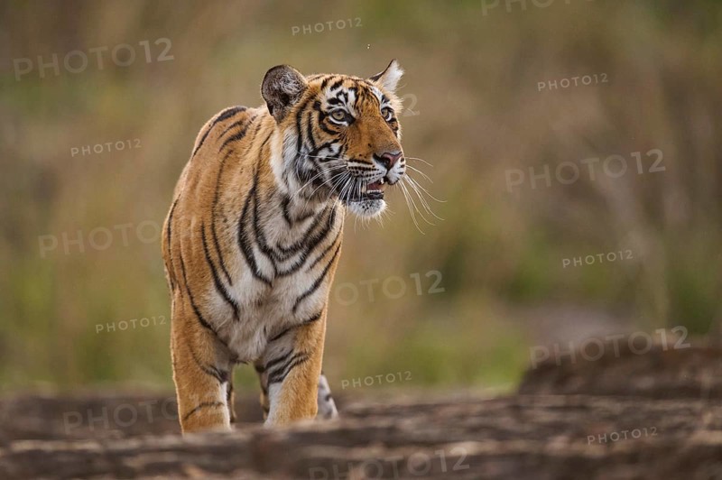 Bengal Tiger in Ranthambhore national park, rajasthan, India, Asia