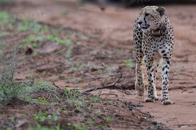 Cheetah (Acinonyx jubatus), Qwabi Private Game Reserve, Biosphere Reserve, Limpopo, South Africa, Africa