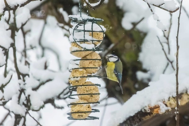 The blue tit (Cyanistes caeruleus) (syn.: Parus caeruleus) is a bird species of the genus Cyanistes from the tit family (Paridae) . The small bird is easy to identify with its blue-yellow plumage and is very common in Central Europe