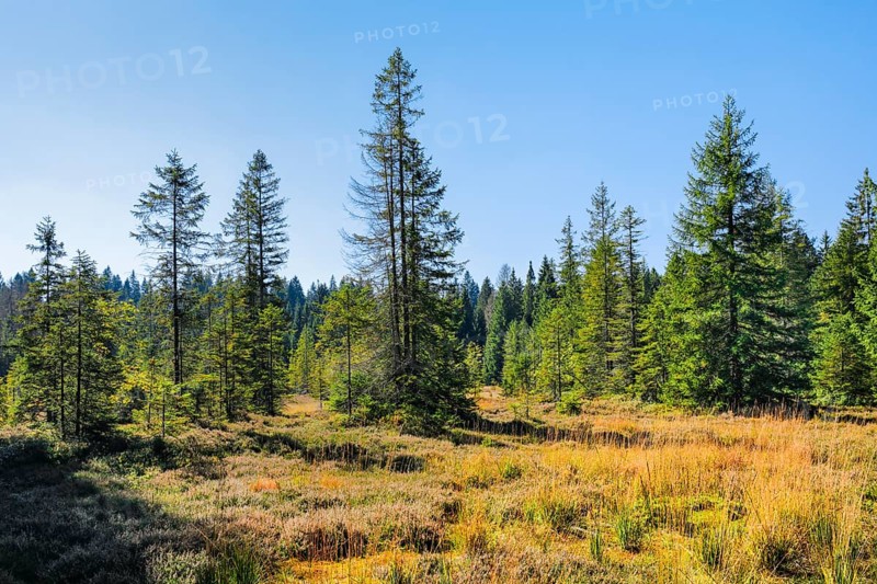 High moor landscape with spruce trees and forest on the banks of the Étang de la Gruère in the canton of Jura, Switzerland, Europe