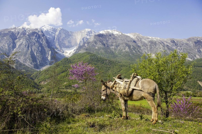 Burro in the Valley of the Vjosa, Vjosë, Wild River Vjosa National Park, Përmet, Gjirokastra Qark, Albania, Europe