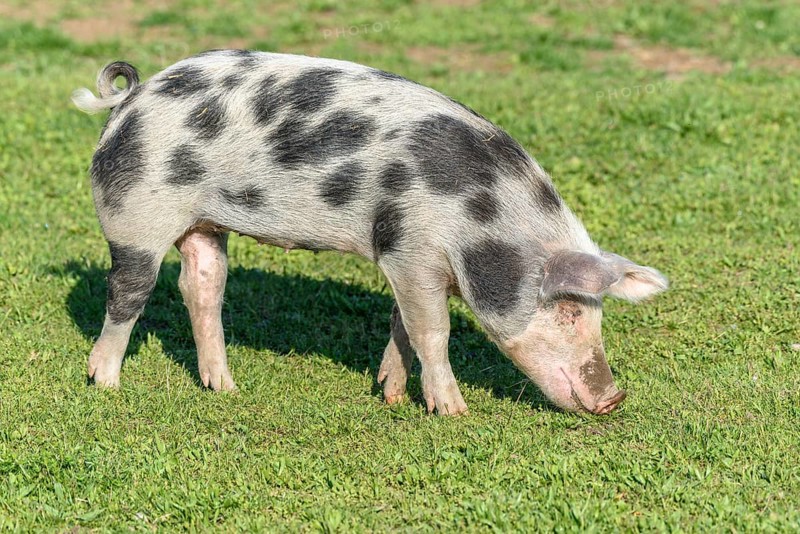 Dwarf pig in a pen in the spring. Alsace, France, Europe