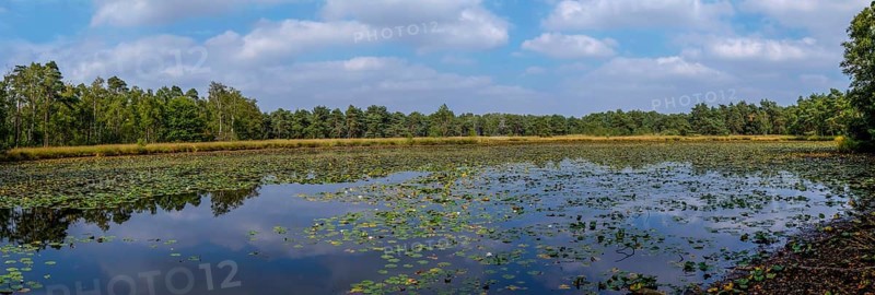 Schwattet Gatt nature conservation and FFH area, remnant of raised bog, still waters covered with the White Water Lily, Vreden, Münsterland, North Rhine-Westphalia, Germany, Europe