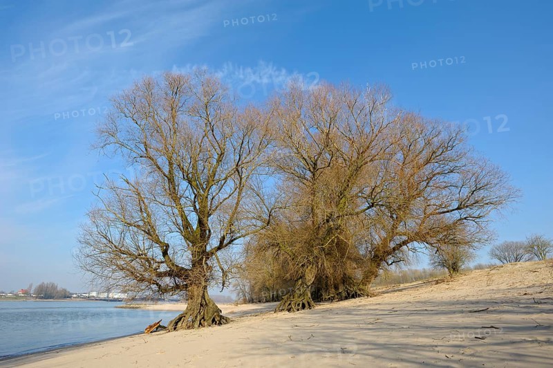 Old willows, bank of the Waal, February, nature reserve De Gelderse Poort, Millingerwaard, Millingen, Netherlands