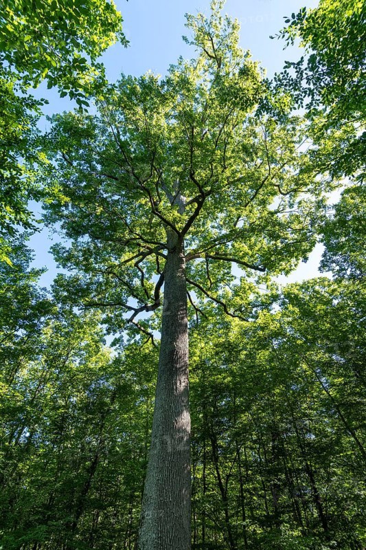 Forest of Troncais. Stebbing II remarkable oak tree, 36m high, 5m90 in circumference, about 390 years old. Allier department. Auvergne Rhone Alpes. France