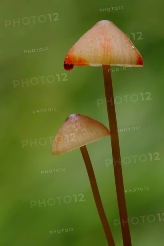 Bleeding fairy helmet (Mycena haematopus) with red blood drop, two, style, long, thin, water drop, drop, red, red, injury, injured, bleeding, bleeding, Idstein, Taunus, Hesse, Germany, Europe
