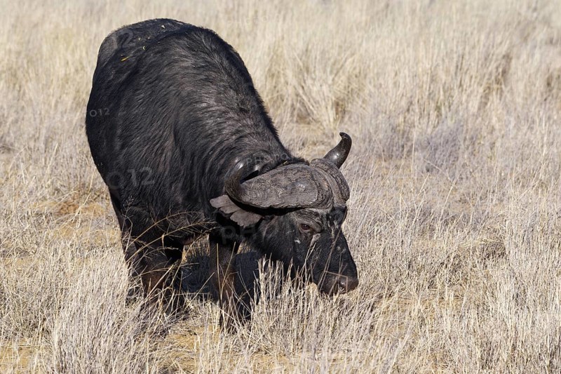 Cape buffalo (Syncerus caffer), adult male in tall dry grass, feeding on grass, savanna, Mahango Core Area, Bwabwata National Park, Kavango East, Caprivi Strip, Namibia, Africa