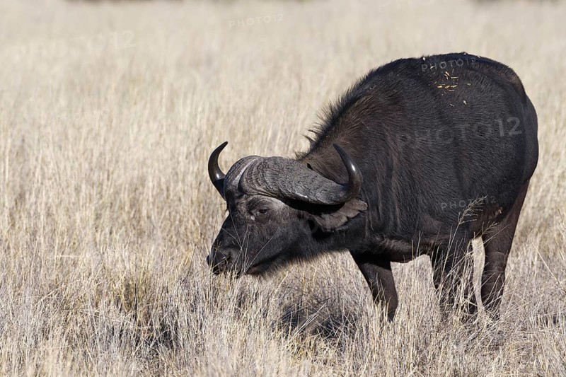 Cape buffalo (Syncerus caffer), adult male in tall dry grass, feeding on grass, savanna, Mahango Core Area, Bwabwata National Park, Kavango East, Caprivi Strip, Namibia, Africa