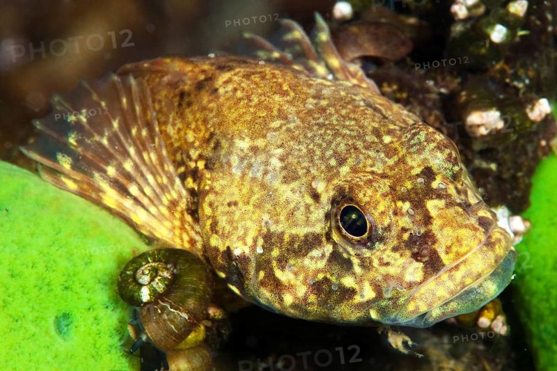 (Paracottus knerii) endemic sculpin, Lake Baikal, Olkhon Island, Pribaikalsky National Park, Irkutsk Province, Siberia, Russia, Europe