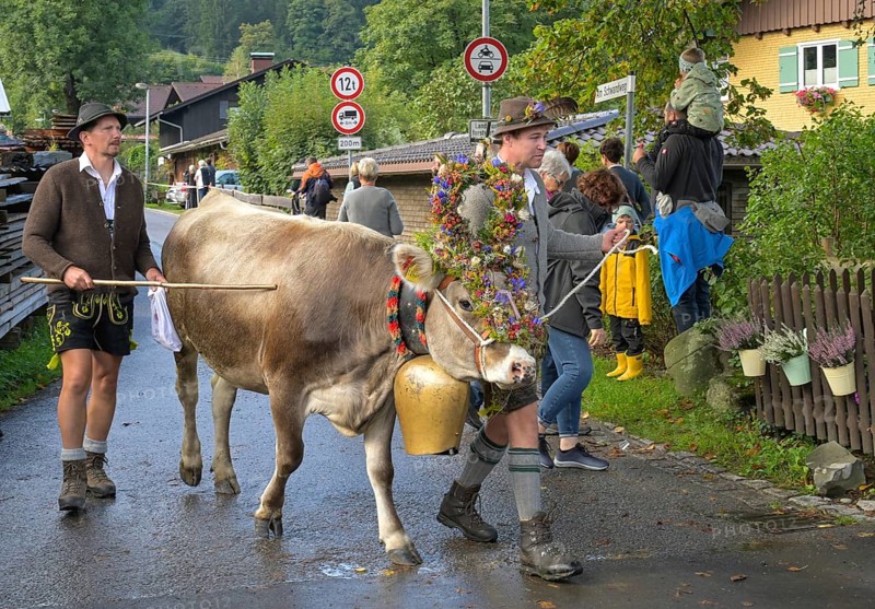16. 09. 2022. Almabtrieb, cattle seperation in Thalkirchdorf, Markt Oberstaufen, Allgäu, Bavaria, Germany, Europe