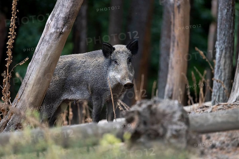Wild boar, sow in summer, Wittlich, Rhineland-Palatinate, Germany, Europe