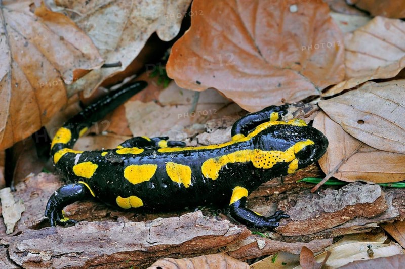 European, fire salamander (Salamandra salamandra) among fallen leaves in the forest