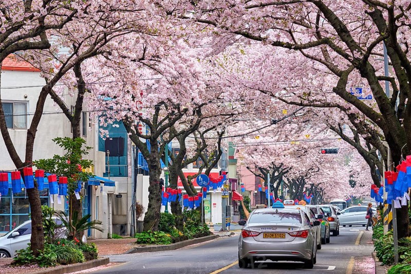 JEJU, SOUTH KOREA, APRIL 9, 2018: Blooming sakura cherry blossom trees in spring in street with cars, Jeju island, South Korea, Asia