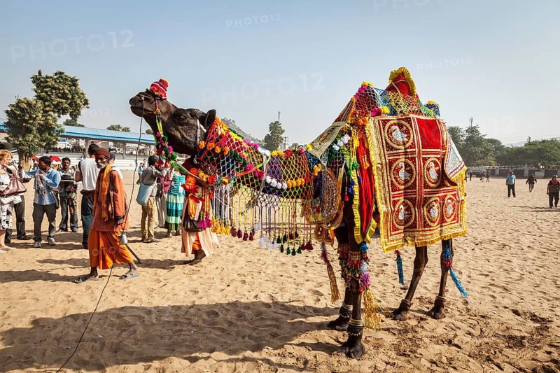 PUSHKAR, INDIA, NOVEMBER 22, 2012: Camel decoration competition contest at Pushkar camel fair (Pushkar Mela), annual five-day camel and livestock fair, one of the world's largest camel fairs and tourist attraction