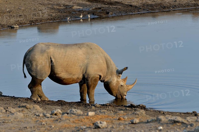 Hook-lipped rhinoceros or Black rhinoceros (Diceros bicornis) drinking at waterhole Chudop, Etosha National Park, Namibia, Africa