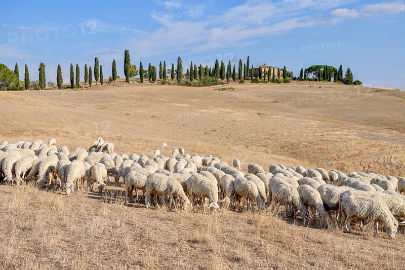 Flock of sheep on an estate near San Quirico d'Orcia, Val d'Orcia, Orcia Valley, Tuscany, Italy, Europe