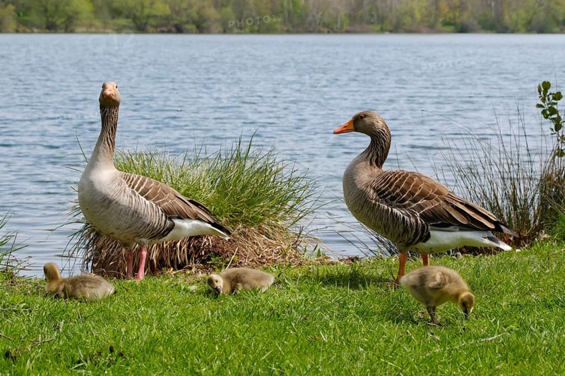 Two greylag geese (Anser anser) with chicks at Lake Vienenburg, Vienenburg, Goslar, Harz, Lower Saxony, Germany, Europe