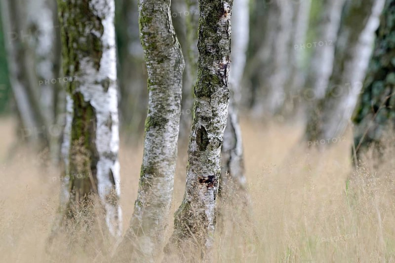 Heathland, birch (Betula), birch grove on the edge of Oberoher Heide, Südheide nature park Park, Lüneburg Heath, Lower Saxony, Germany, Europe