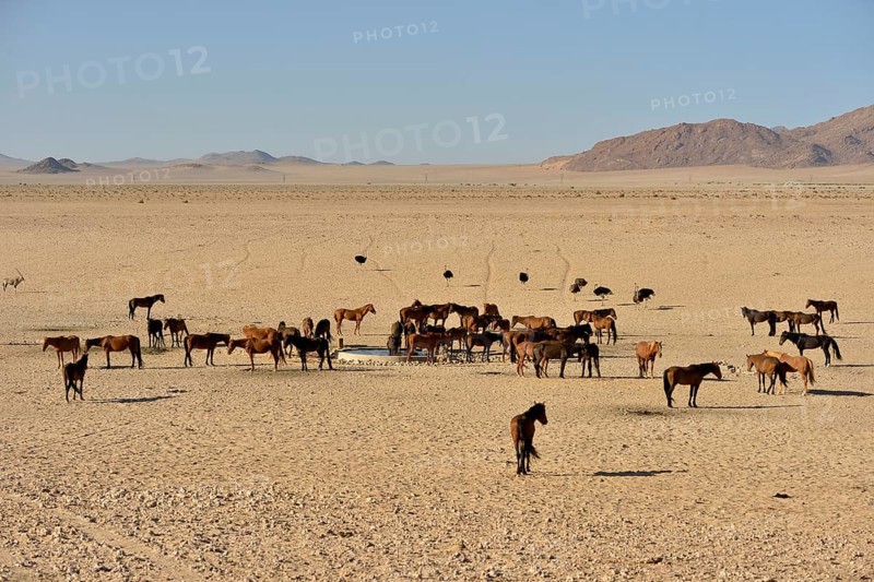 Desert Horses, Namib desert horses (Equus ferus) at the waterhole of Garub, near Aus, Karas Region, Namibia, Africa